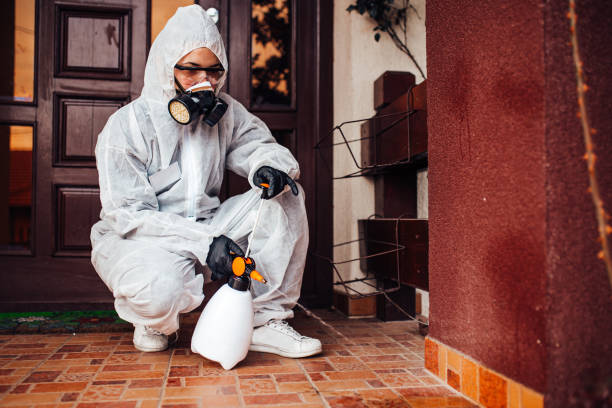 Reliable Wasp Removal contractor in Cambria, CA by Show Me Pest Control